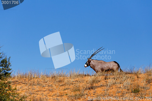 Image of Gemsbok, Oryx gazella on sand dune