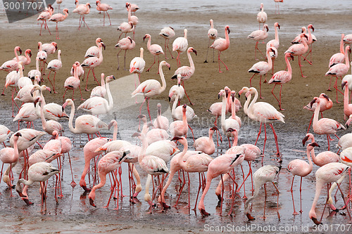 Image of Rosy Flamingo colony in Walvis Bay Namibia