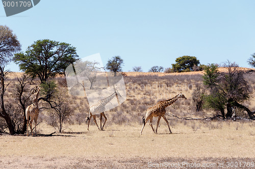 Image of Giraffa camelopardalis in african bush