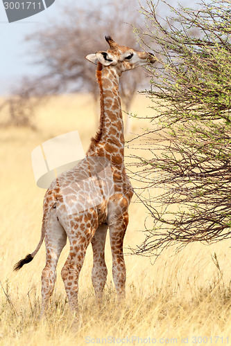 Image of Young cute giraffe in Etosha national Park