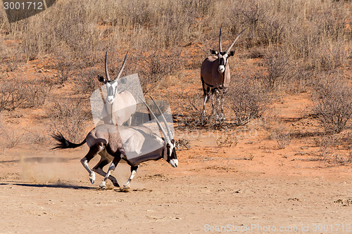 Image of Gemsbok, Oryx gazella running