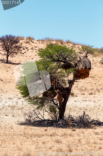 Image of African masked weaver big nest on tree