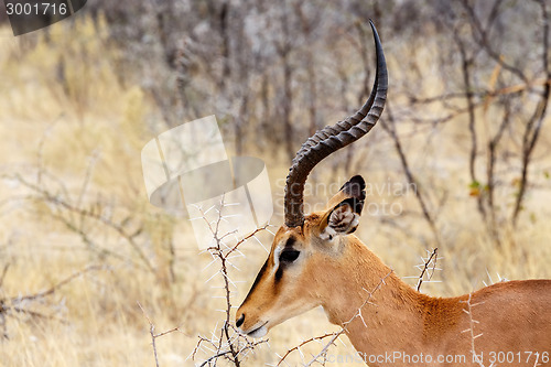 Image of Portrait of Springbok Antidorcas marsupialis