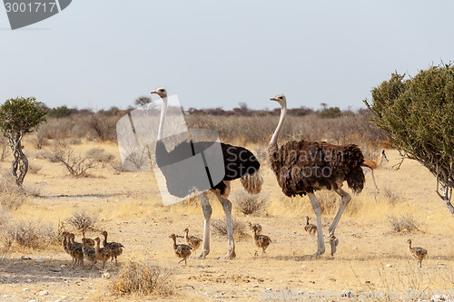 Image of Family of Ostrich with chickens, Struthio camelus, in Namibia