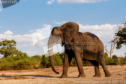 Image of African Elephant in Chobe National Park