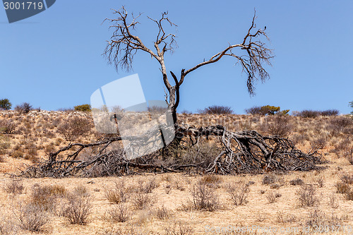 Image of Lonely dead tree in an arid landscape