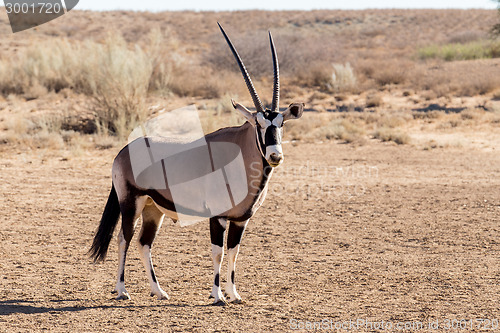 Image of portrait of Gemsbok, Oryx gazella