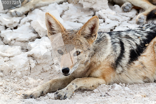 Image of black-backed jackal (Canis mesomelas) lying in Etosha park