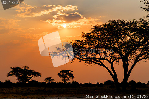Image of African sunset with tree in front