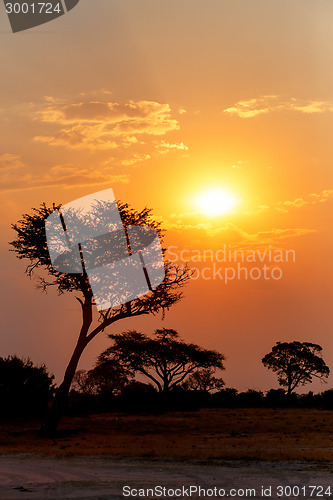 Image of African sunset with tree in front