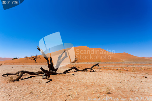 Image of Dune 45 in sossusvlei Namibia with dead tree