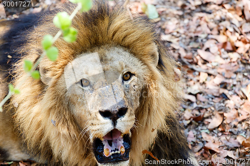 Image of Portrait of Lion with open mouth shoving big teeth. 