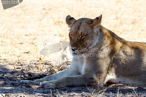 Image of Female Lion Lying in Grass in shade of tree.