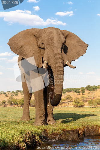 Image of African Elephant in Chobe National Park