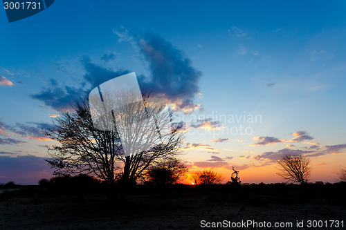 Image of African sunset with tree in front