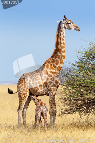 Image of adult female giraffe with calf suckling breast milk