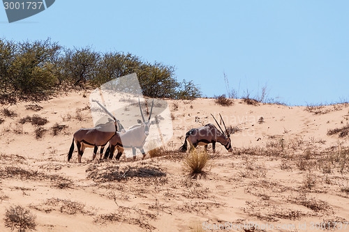 Image of Gemsbok, Oryx gazella on sand dune