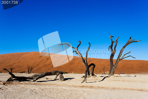 Image of beautiful landscape of Hidden Vlei in Namib desert 