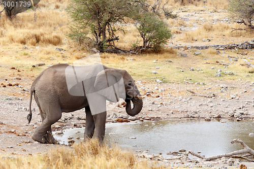 Image of African elephants drinking at a muddy waterhole