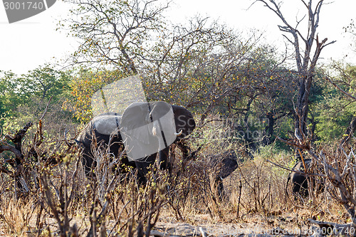 Image of A herd of African elephants drinking at a muddy waterhole