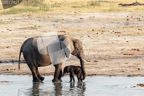 Image of African elephants with baby elephant drinking at waterhole