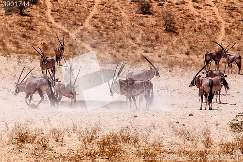 Image of Gemsbok, Oryx gazella on sand dune