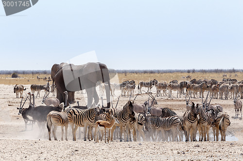 Image of crowded waterhole with Elephants, zebras, springbok and orix