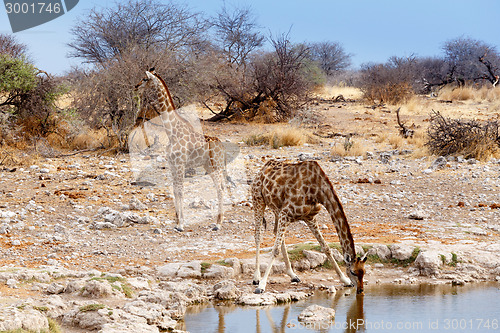 Image of Giraffa camelopardalis drinking from waterhole in Etosha national Park
