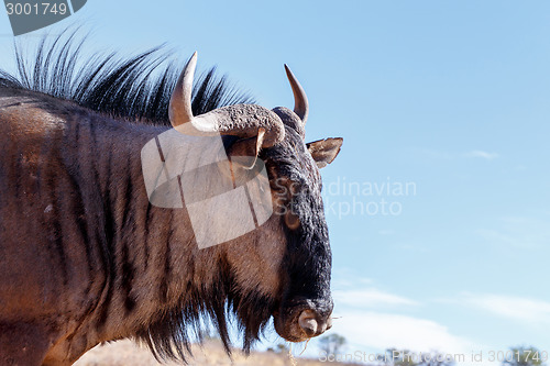 Image of portrait of A wild Wildebeest Gnu