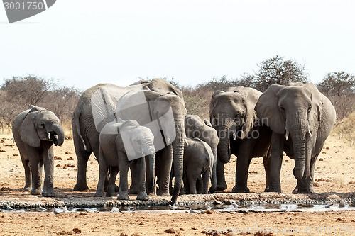 Image of A herd of African elephants drinking at a muddy waterhole