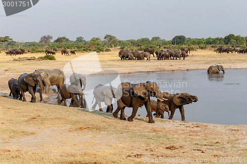 Image of several heard of African elephants at waterhole