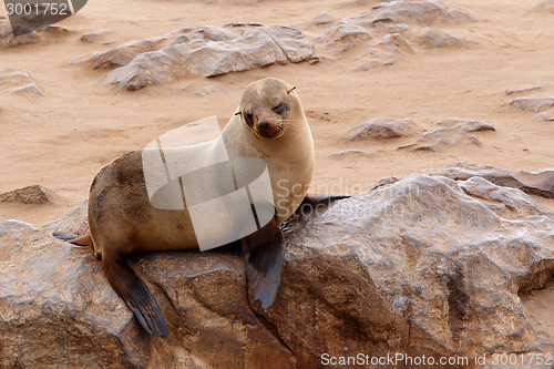 Image of Small sea lion - Brown fur seal in Cape Cross, Namibia