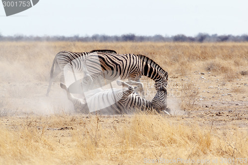 Image of Zebra rolling on dusty white sand