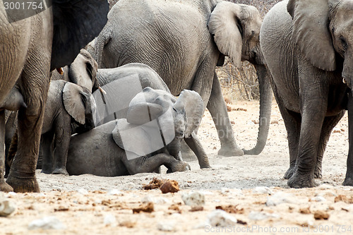 Image of A herd of African elephants, small elephant playing