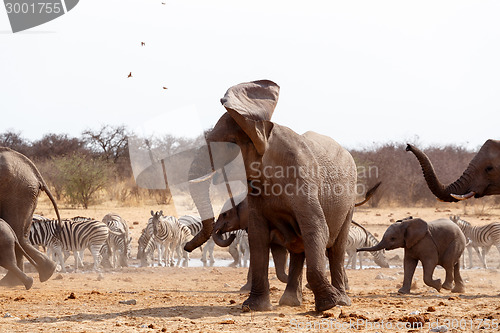 Image of Angry Elephant in front of heard