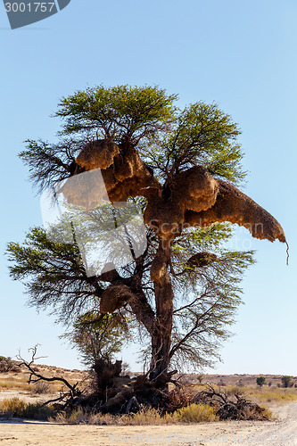 Image of African masked weaver big nest on tree