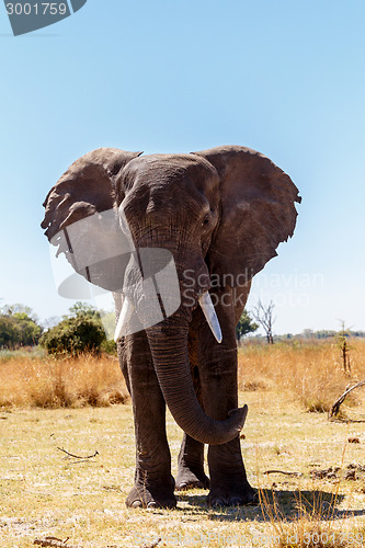 Image of African Elephant in Caprivi Game Park