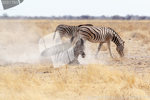 Image of Zebra rolling on dusty white sand