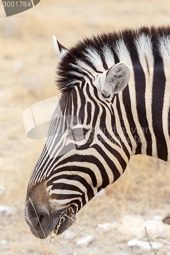 Image of Zebra portrait. Burchell's zebra, Equus quagga burchellii.