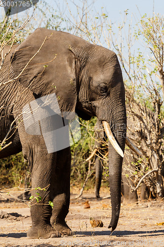 Image of African Elephant in Chobe National Park