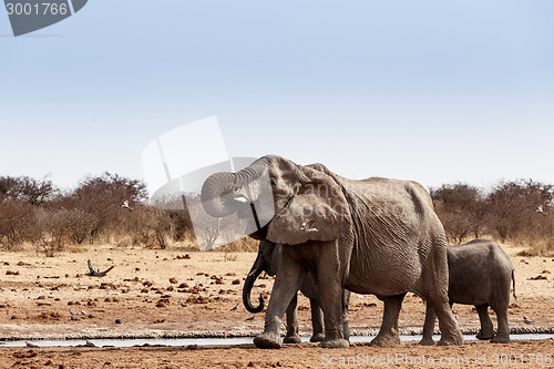 Image of A herd of African elephants drinking at a muddy waterhole