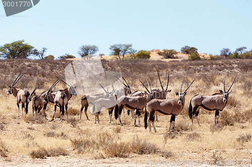 Image of Gemsbok, Oryx gazella on sand dune