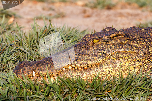 Image of Portrait of a Nile Crocodile