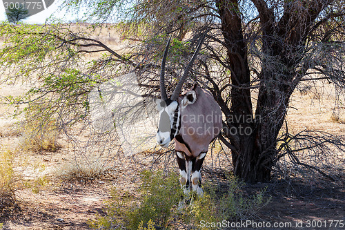 Image of Gemsbok, Oryx gazella on sand dune