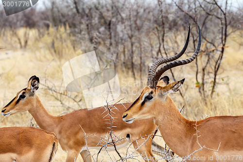 Image of Springbok Antidorcas marsupialis