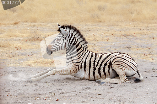 Image of lying small Zebra in african bush