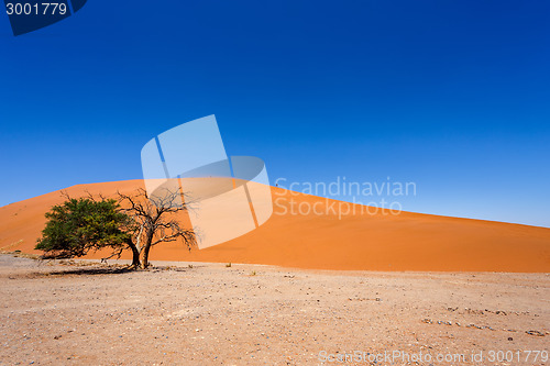 Image of Dune 45 in sossusvlei Namibia with green tree
