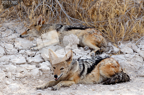 Image of two black-backed jackal (Canis mesomelas) lying in Etosha park