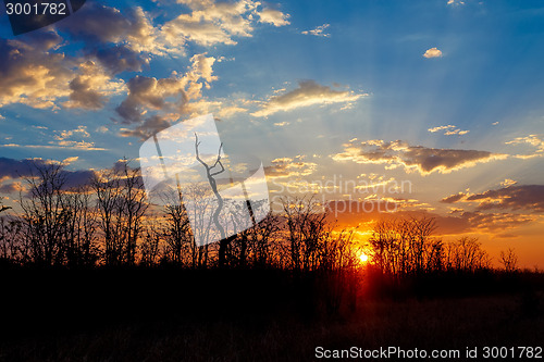 Image of African sunset with tree in front