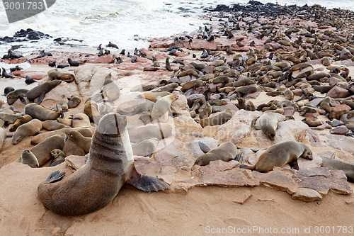 Image of huge colony of Brown fur seal - sea lions in Namibia